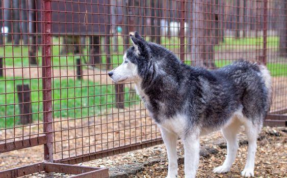 Siberian husky dogs in the enclosure, behind bars. The Siberian husky dog kennel is located in the forest. High quality photo