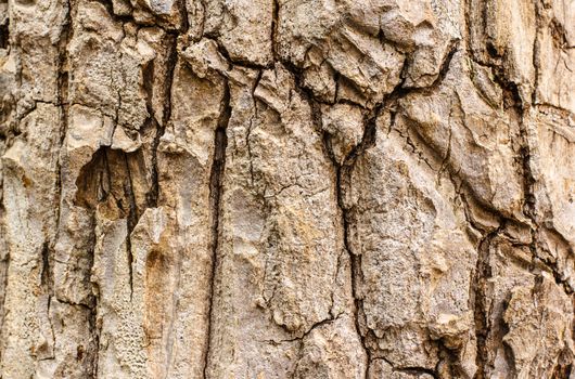 Tree bark texture. Nature wood background