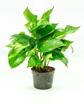 Flower pots on white background