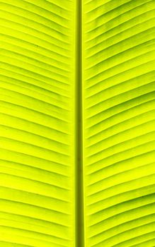 Banana leaf leaves skin naturally beautiful