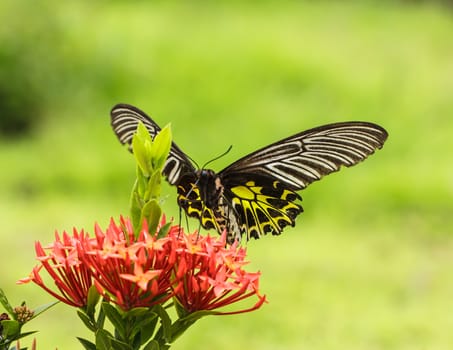 Butterfly on flowers in fresh nature