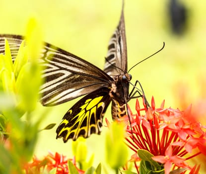 Butterfly on flowers in fresh nature