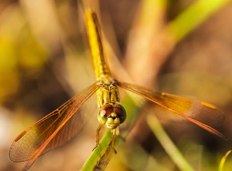 Dragonfly in the outdoors by natural