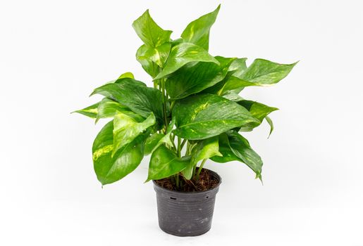 Flower pots on white background