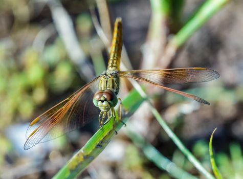 Dragonfly in the outdoors by natural