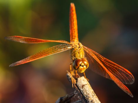 Dragonfly in the outdoors by natural