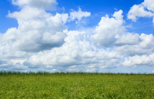 green field and blue sky