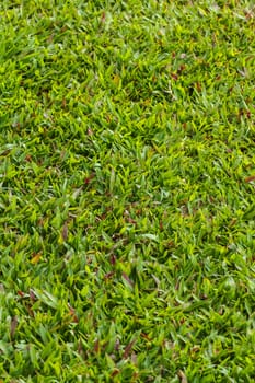 Lawn, Grass on white background