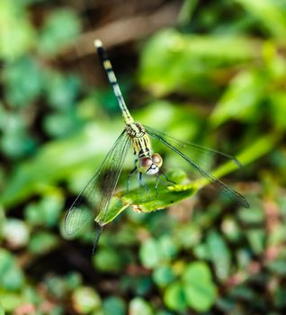 closeup of beautiful dragonflies on a green plant