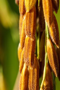 Paddy field of yellow rice harvest season in thailand