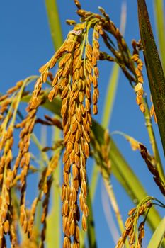 Paddy field of yellow rice harvest season in thailand