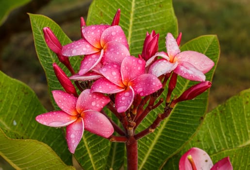 Pink Plumeria in the garden