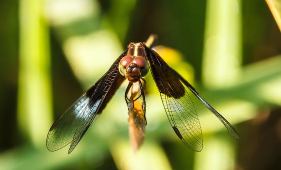 Dragonfly Yellow-winged darter (Sympetrum flaveolum)