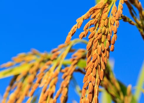 Paddy field of yellow rice harvest season in thailand