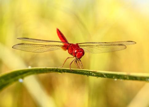 A red dragonfly at rest Sympetrum vulgatum