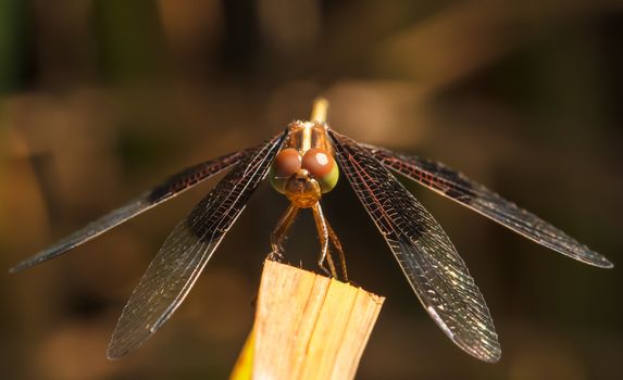 Dragonfly Yellow-winged darter (Sympetrum flaveolum)