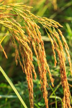 Paddy field of yellow rice harvest season in thailand