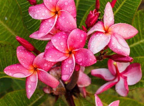 Pink Plumeria in the garden