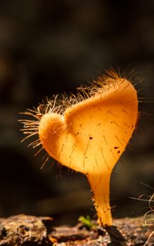 Mushroom Champagne in the nature forest.