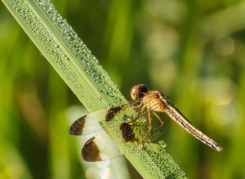 Dragonfly Yellow-winged darter (Sympetrum flaveolum)