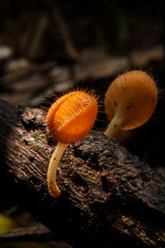 Mushroom Champagne in the forest.