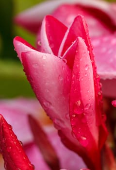 Pink Plumeria in the garden