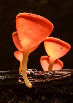 Mushroom Champagne in the forest.