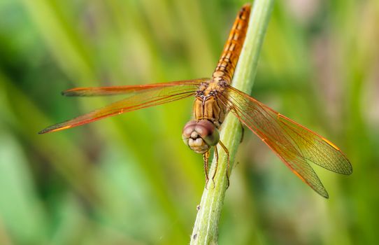 Dragonfly in the outdoors by natural