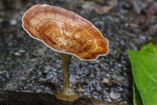 White mushroom in the forest nature