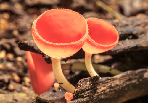 Mushroom Champagne in the forest.