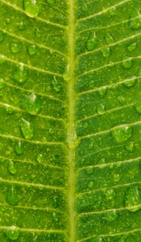 Green leaf with water drops for background