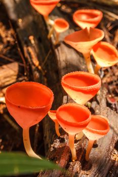 Mushroom Champagne in the nature forest.