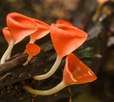 Mushroom Champagne in the nature forest.