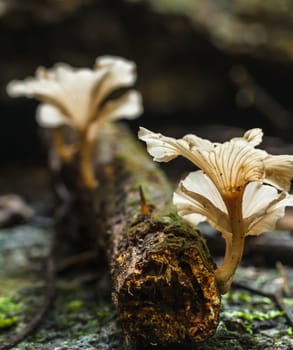 White mushroom in the forest nature