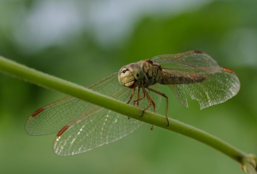 Dragonfly in the outdoors by natural