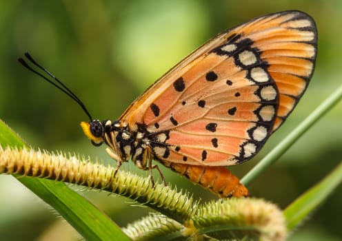 Butterfly on flowers in nature