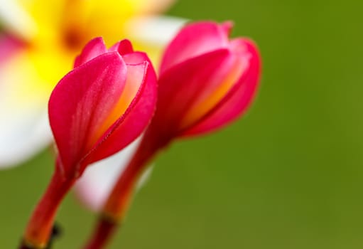 Pink Plumeria in the garden