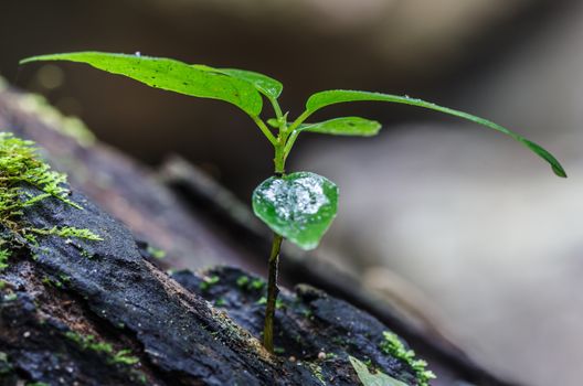 Small green seedlings in nature.