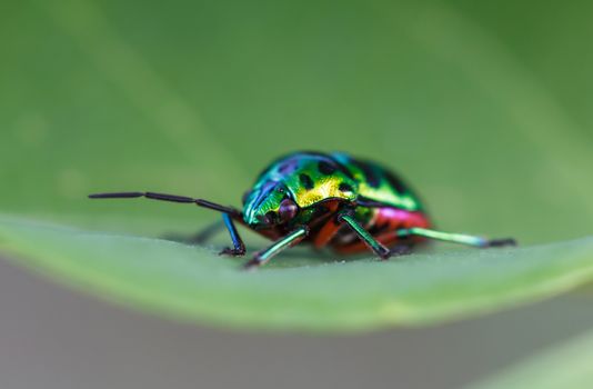 Beetle in the natur