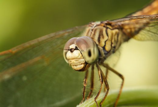 Dragonfly in the outdoors by natural