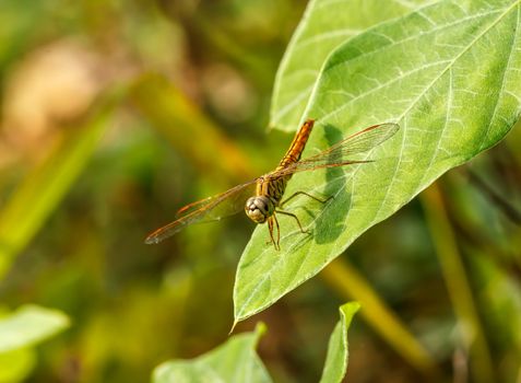 Dragonfly in the outdoors by natural