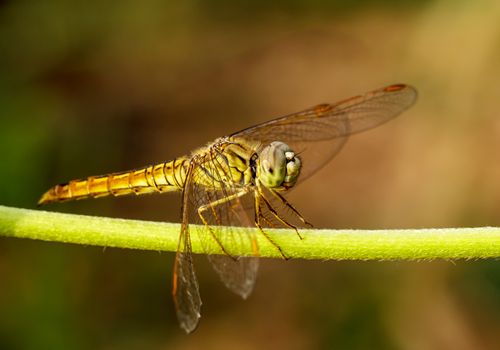 Dragonfly in the outdoors by natural