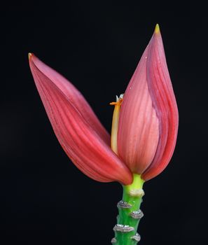 banana flower on black background