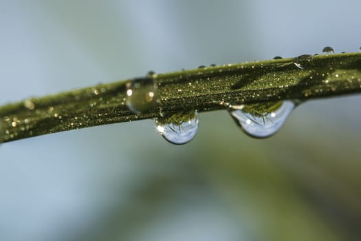 Water drops on moss in Natural