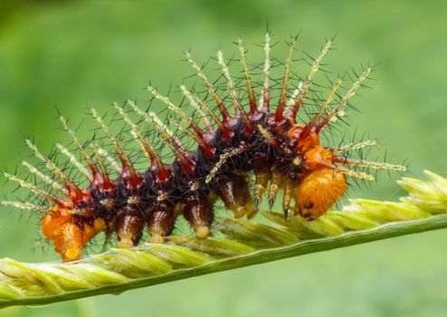 Worms crawling on grass nature