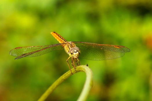 Dragonfly in the outdoors by natural