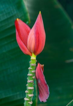 Pink banana flower (Musa Ornata)