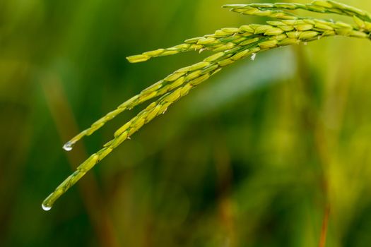 Paddy field of yellow rice harvest season in thailand