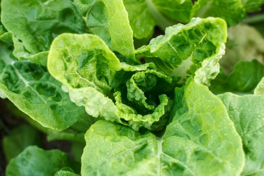 closeup of green fresh lettuce in garden