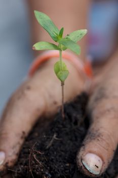 Small green seedling in hand.